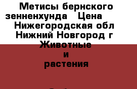 Метисы бернского зенненхунда › Цена ­ 300 - Нижегородская обл., Нижний Новгород г. Животные и растения » Собаки   